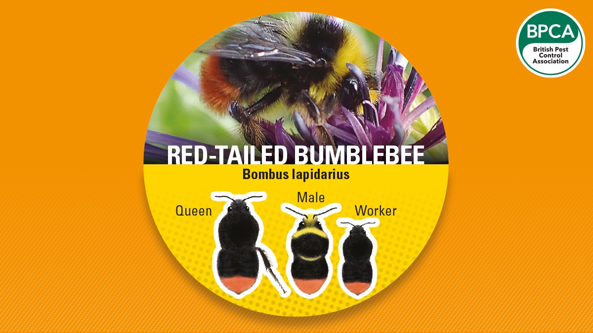 Bumblebee red tail Bumblebee red tail